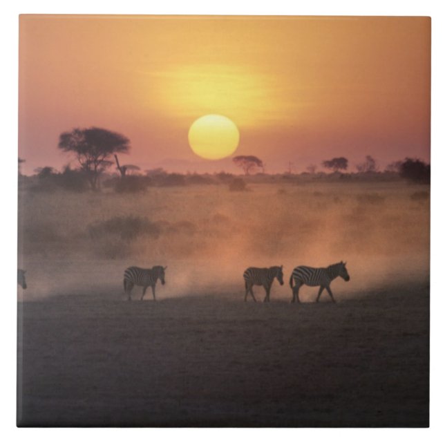 Afrika, Kenya, Amboseli NP. Zebror går till Kakelplatta (Framsidan)