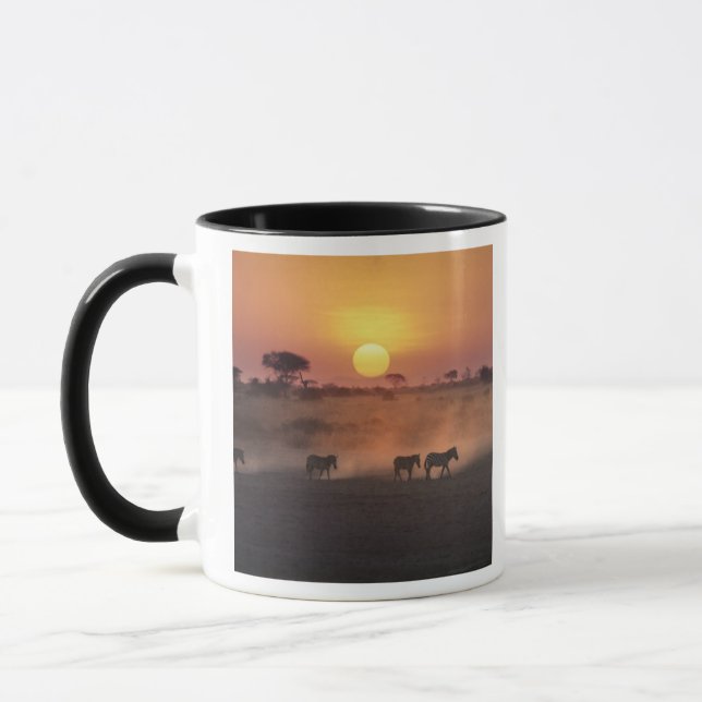 Afrika, Kenya, Amboseli NP. Zebror går till Mugg (Vänster)