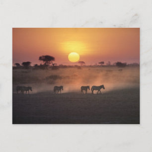 Afrika, Kenya, Amboseli NP. Zebror går till Vykort