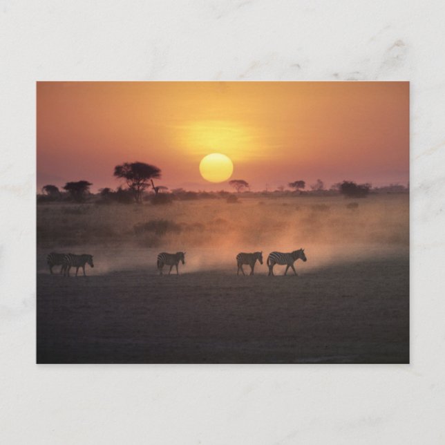 Afrika, Kenya, Amboseli NP. Zebror går till Vykort (Framsida)