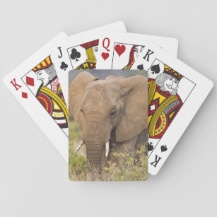 Afrika. Kenya. Elefant på Samburu NP. Spelkort