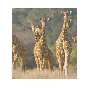 Afrika. Kenya. Flock av Nätgiraffer Anteckningsblock