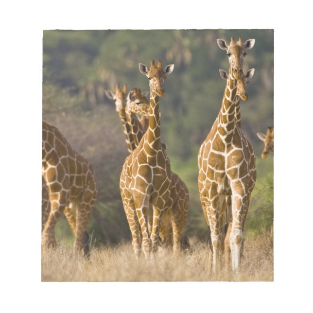Afrika. Kenya. Flock av Nätgiraffer Anteckningsblock (Framsida)