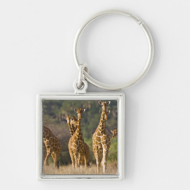 Afrika. Kenya. Flock av Nätgiraffer Fyrkantig Silverfärgad Nyckelring (Framsidan)