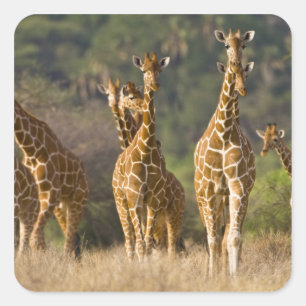Afrika. Kenya. Flock av Nätgiraffer Fyrkantigt Klistermärke