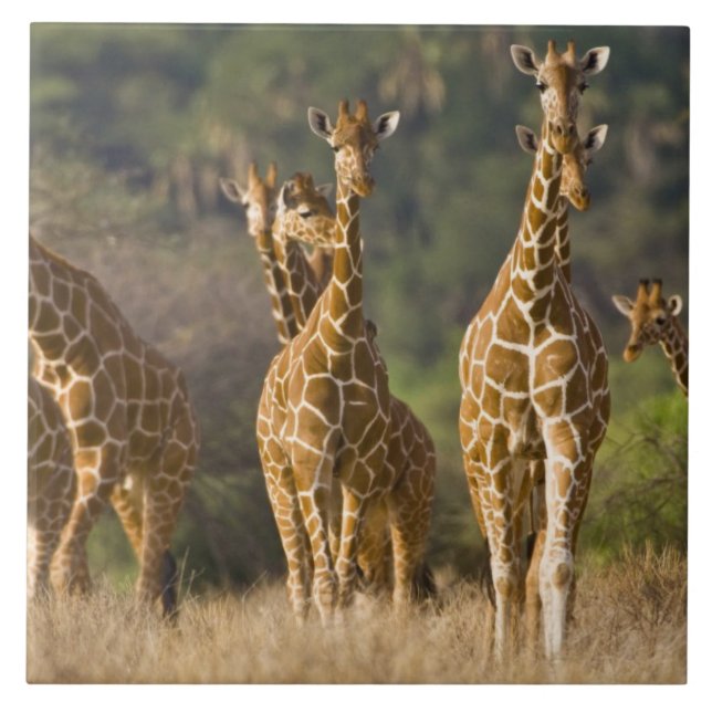 Afrika. Kenya. Flock av Nätgiraffer Kakelplatta (Framsidan)