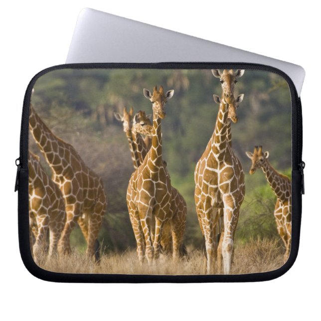 Afrika. Kenya. Flock av Nätgiraffer Laptop Sleeve (Framsidan)