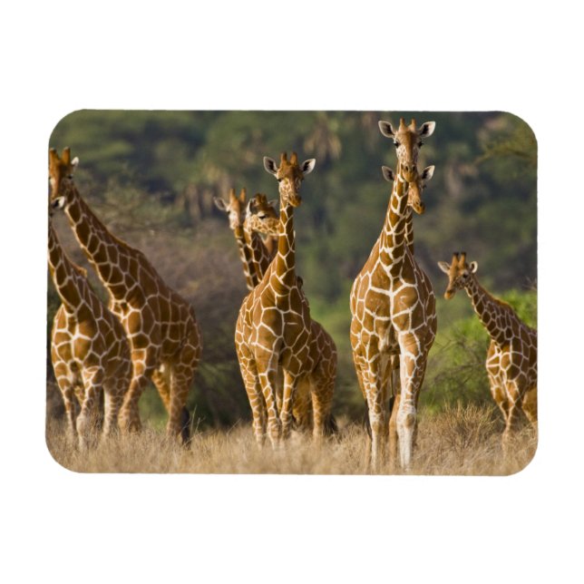 Afrika. Kenya. Flock av Nätgiraffer Magnet (Horisontell)