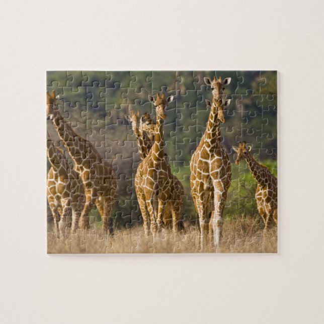 Afrika. Kenya. Flock av Nätgiraffer Pussel (Horisontell)