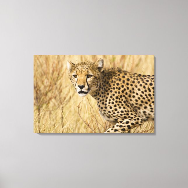 Afrika. Kenya. Gepard på Samburu NP. Canvastryck (Framsida)