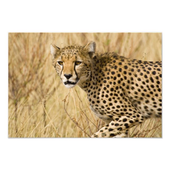 Afrika. Kenya. Gepard på Samburu NP. Fototryck (Framsidan)