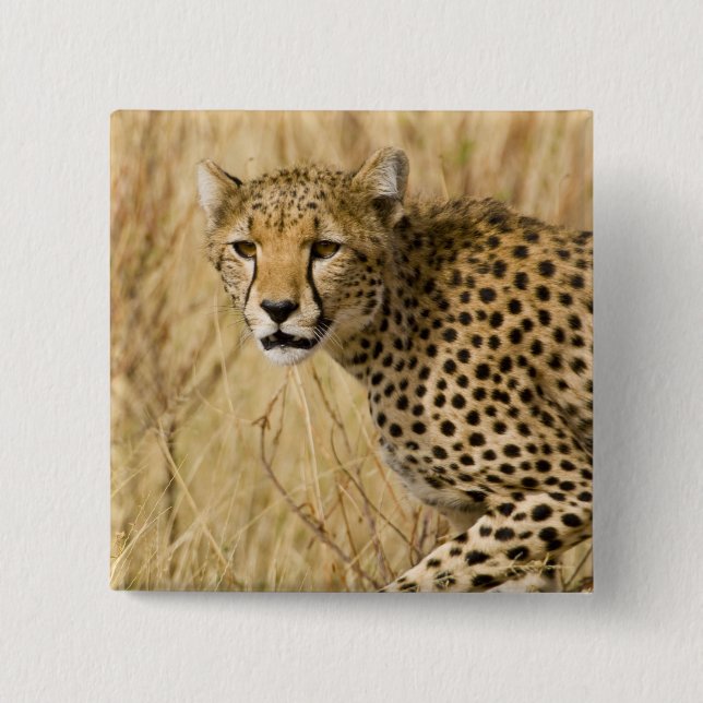 Afrika. Kenya. Gepard på Samburu NP. Knapp (Framsida)