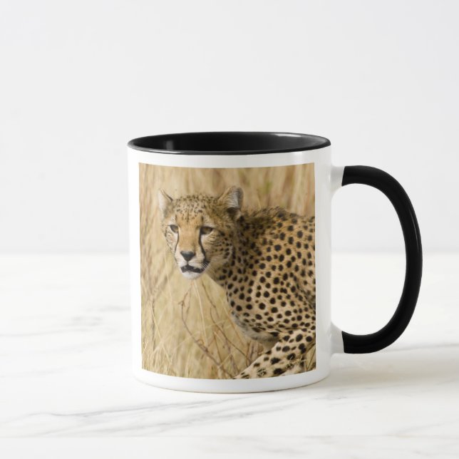 Afrika. Kenya. Gepard på Samburu NP. Mugg (Höger)