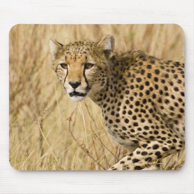 Afrika. Kenya. Gepard på Samburu NP. Musmatta (Framsidan)