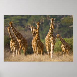 Afrika. Kenya. Herd of Reticulated Giraffes at Poster