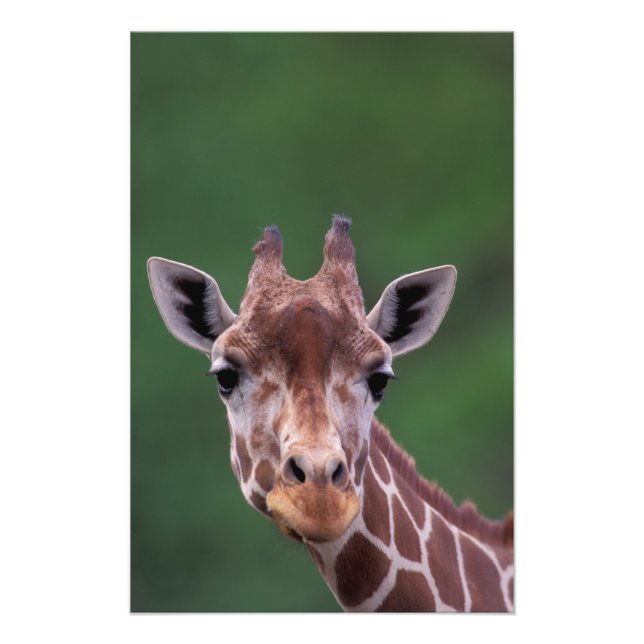 Afrika, Kenya, Impala Ranch. Reticulated Fototryck (Framsidan)