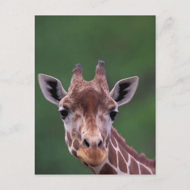 Afrika, Kenya, Impala Ranch. Reticulated Vykort (Framsida)