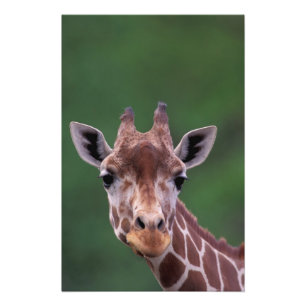 Afrika, Kenya, Impala Ranch. Retikulerad Fototryck