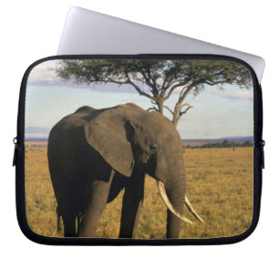 Afrika, Kenya, Maasai Mara. En elefant i Laptop Sleeve