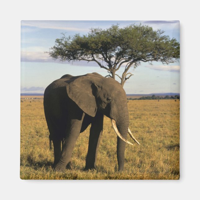 Afrika, Kenya, Maasai Mara. En elefant i Magnet (Framsidan)