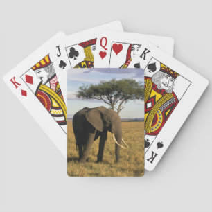 Afrika, Kenya, Maasai Mara. En elefant i Spelkort