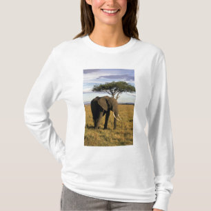 Afrika, Kenya, Maasai Mara. En elefant i T-shirt