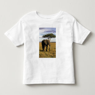 Afrika, Kenya, Maasai Mara. En elefant i Tee
