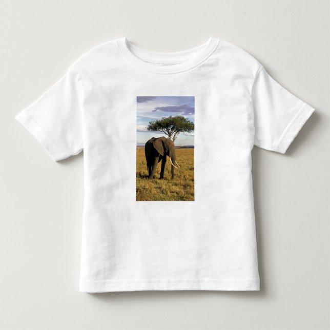 Afrika, Kenya, Maasai Mara. En elefant i Tee (Framsida)