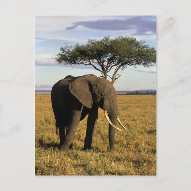 Afrika, Kenya, Maasai Mara. En elefant i Vykort (Framsida)