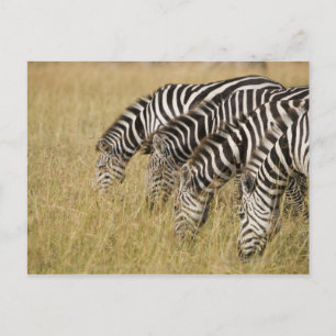 Afrika, Kenya, Maasai Mara Vykort
