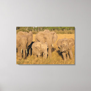 Afrika, Kenya, Masai Mara. Afrikansk Elefant Canvastryck