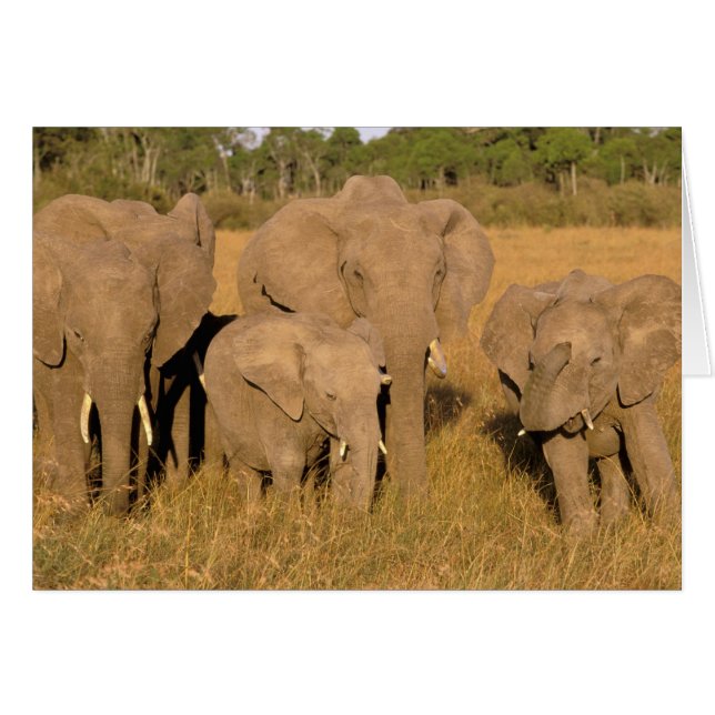 Afrika, Kenya, Masai Mara. Afrikansk elefant Hälsningskort (Framsidan Horizontal)