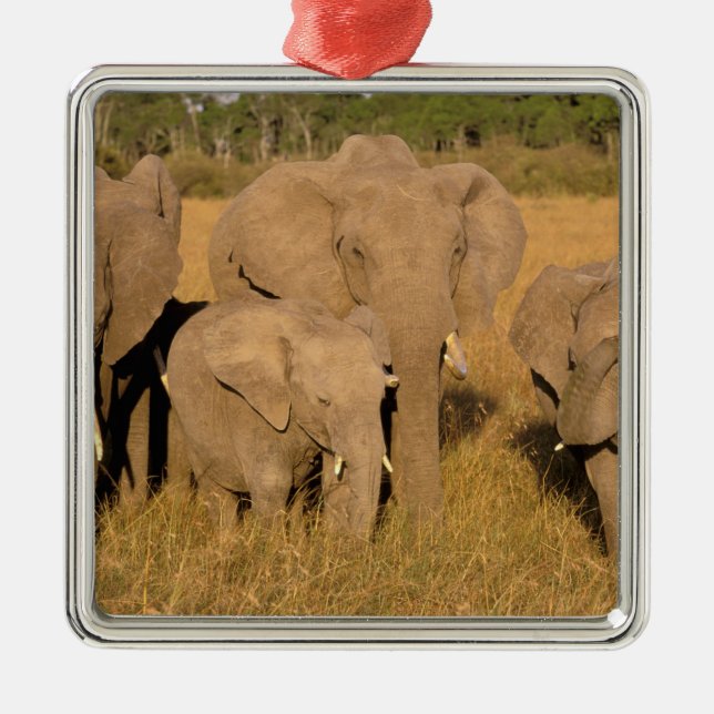 Afrika, Kenya, Masai Mara. Afrikansk elefant Julgransprydnad Metall (Framsidan)