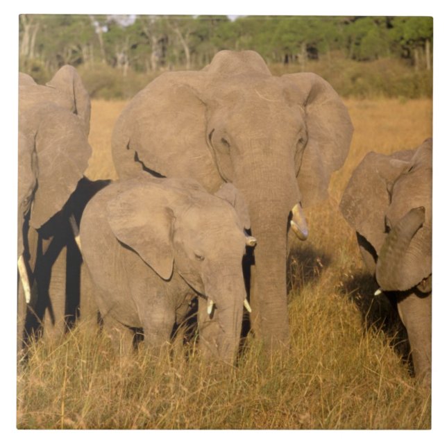 Afrika, Kenya, Masai Mara. Afrikansk elefant Kakelplatta (Framsidan)