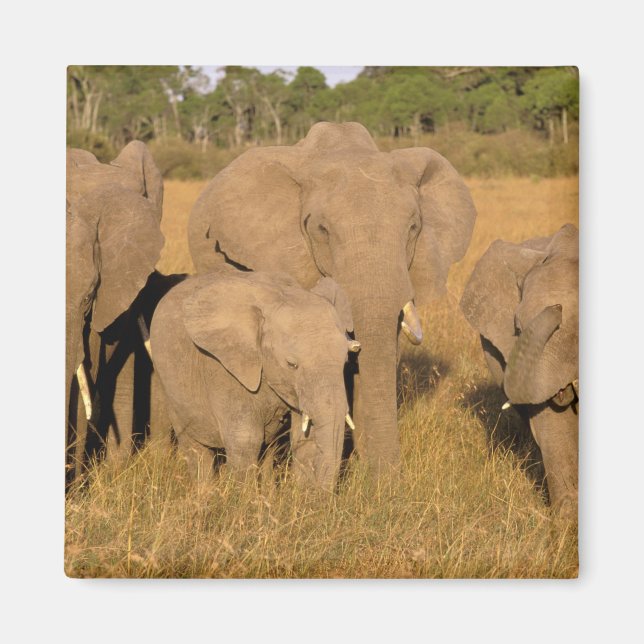 Afrika, Kenya, Masai Mara. Afrikansk elefant Magnet (Framsidan)
