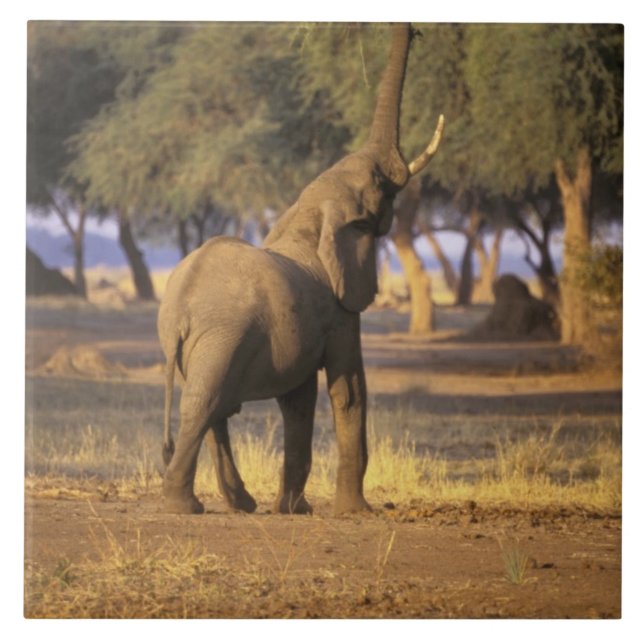 Afrika, Kenya, Masai Mara. Elefant (Loxodonta Kakelplatta (Framsidan)