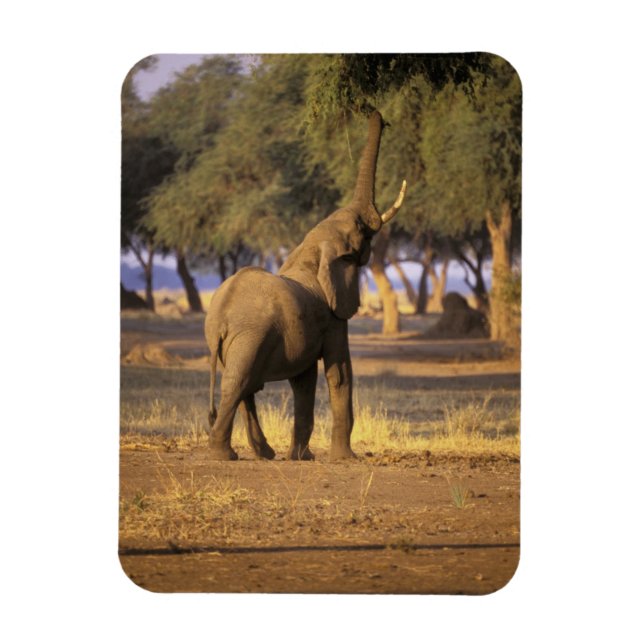 Afrika, Kenya, Masai Mara. Elefant (Loxodonta Magnet (Vertikal)