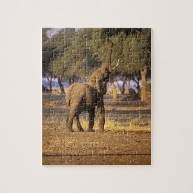 Afrika, Kenya, Masai Mara. Elefant (Loxodonta Pussel (Vertikal)