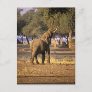 Afrika, Kenya, Masai Mara. Elefant (Loxodonta Vykort