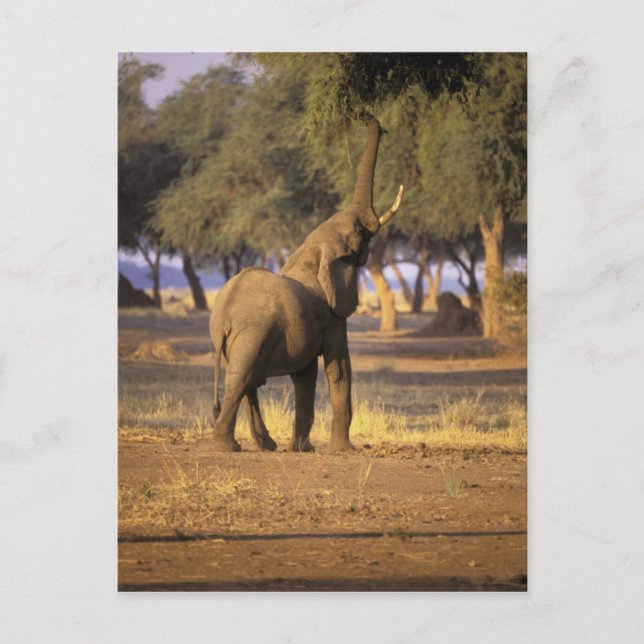 Afrika, Kenya, Masai Mara. Elefant (Loxodonta Vykort (Framsida)