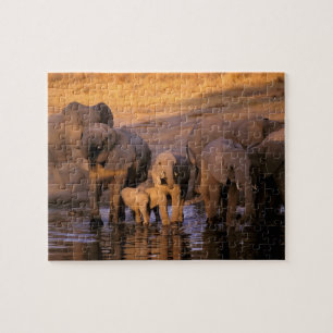Afrika, Kenya, Masai Mara. Elefanter (Loxodonta Pussel