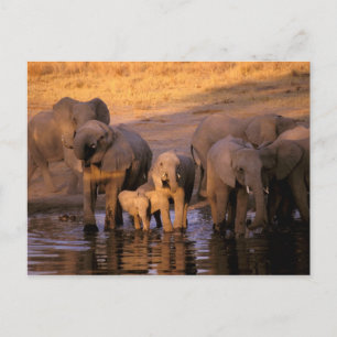 Afrika, Kenya, Masai Mara. Elefanter (Loxodonta Vykort