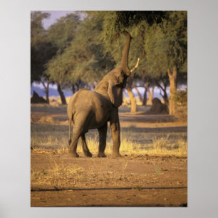 Afrika, Kenya, Masai Mara. Elephant (Loxodonta) Poster