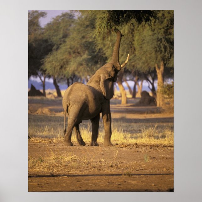Afrika, Kenya, Masai Mara. Elephant (Loxodonta) Poster (Framsidan)