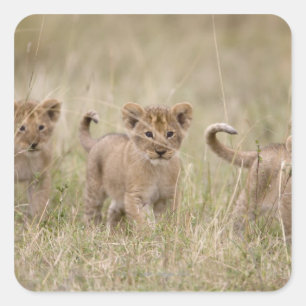 "Afrika, Kenya, Masai Mara Game Reserve" Fyrkantigt Klistermärke