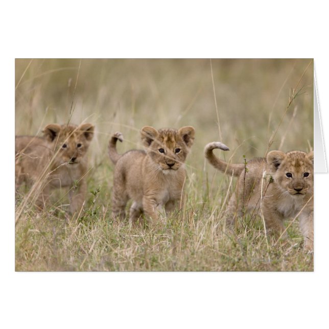 "Afrika, Kenya, Masai Mara Game Reserve" Hälsningskort (Framsidan Horizontal)