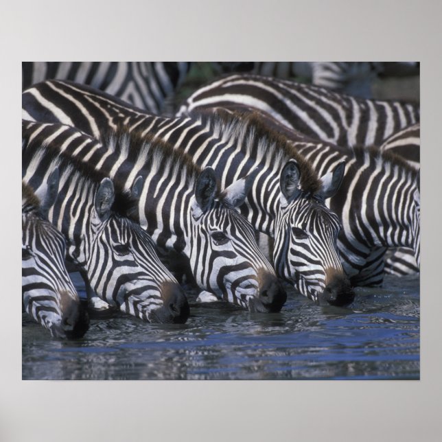 Afrika, Kenya, Masai Mara Game Reserve, Plains Poster (Framsidan)