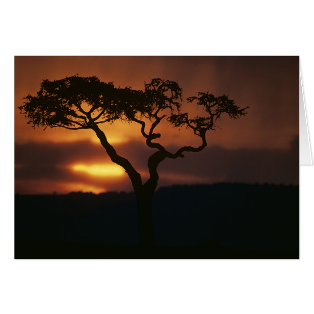 Afrika, Kenya, Masai Mara Game Reserve, Setting Hälsningskort (Framsidan Horizontal)