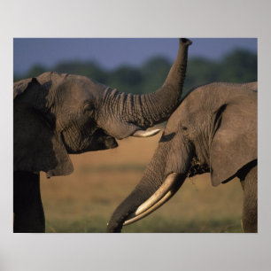 Afrika, Kenya, Masai Mara Game Reserve, två Bull Poster