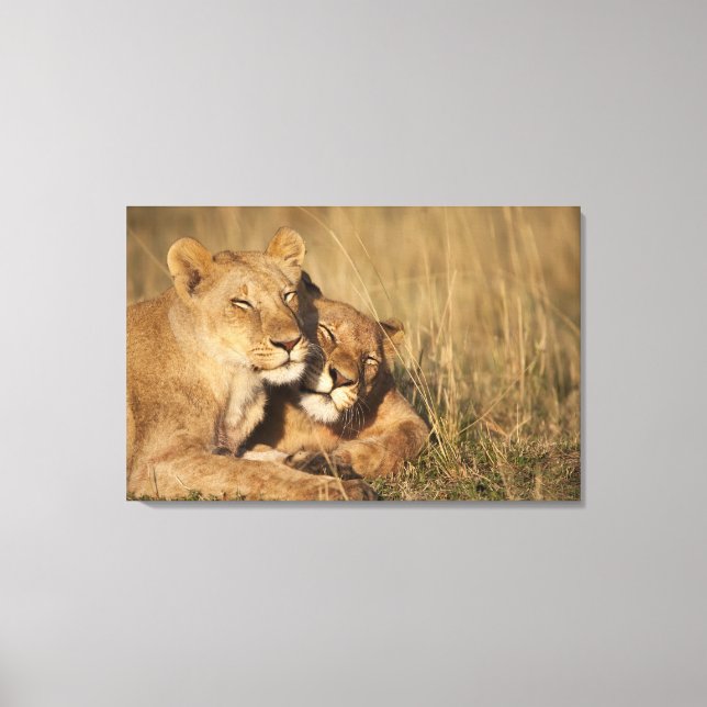 Afrika, Kenya, Masai Mara Game Reserve, Young Canvastryck (Framsida)